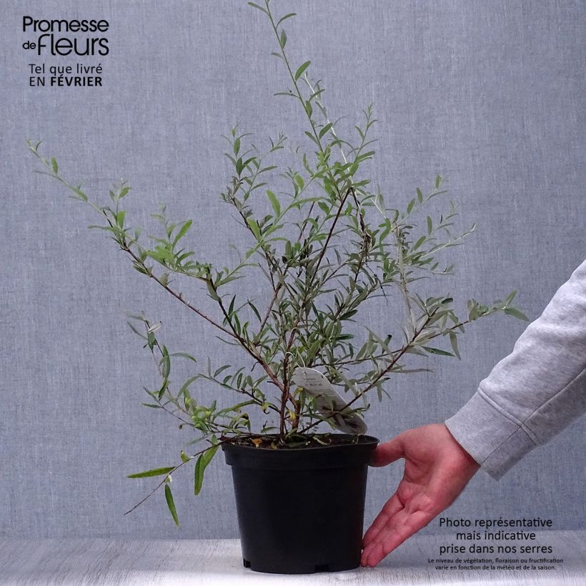 Spécimen de Buddleia alternifolia - Arbre aux papillons Pot de 3L/4L tel que livré en automne
