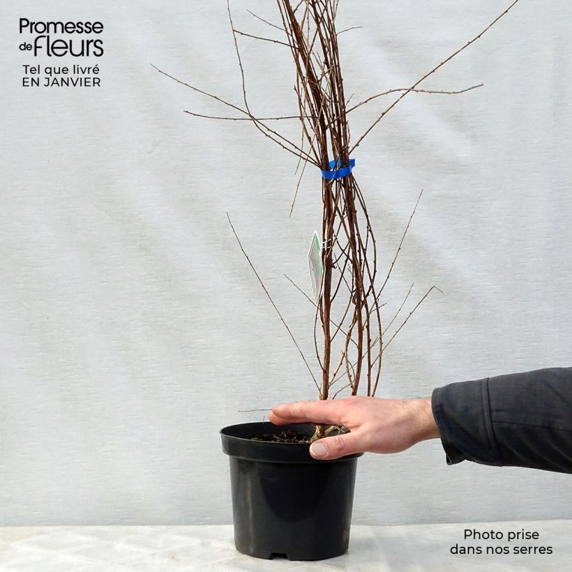 Spécimen de Buddleia alternifolia - Arbre aux papillons Pot de 3L/4L tel que livré en hiver