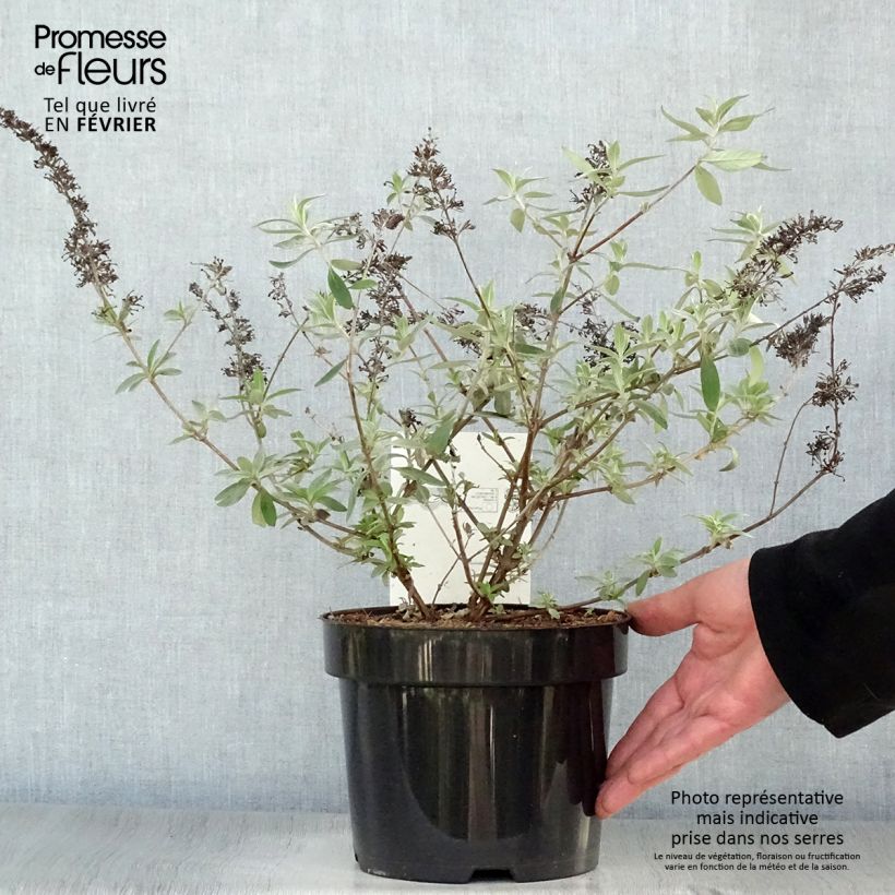 Spécimen de Buddleia davidii Adonis Blue, Arbre à papillons Pot de 3L/4L tel que livré en hiver