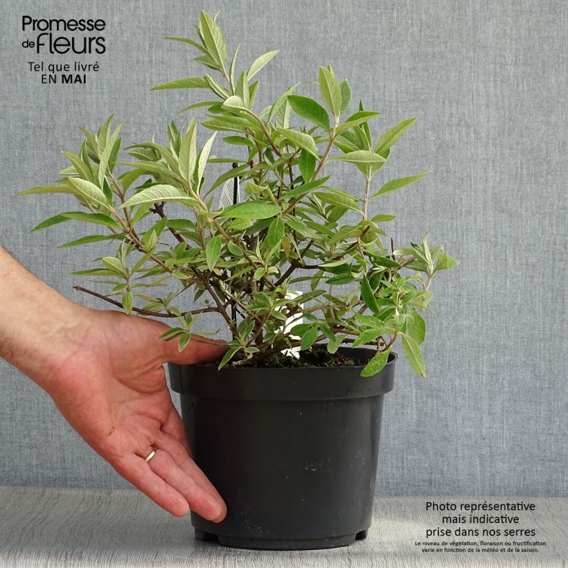 Spécimen de Buddleia davidii Adonis Blue, Arbre à papillons Pot de 3L/4L tel que livré au printemps