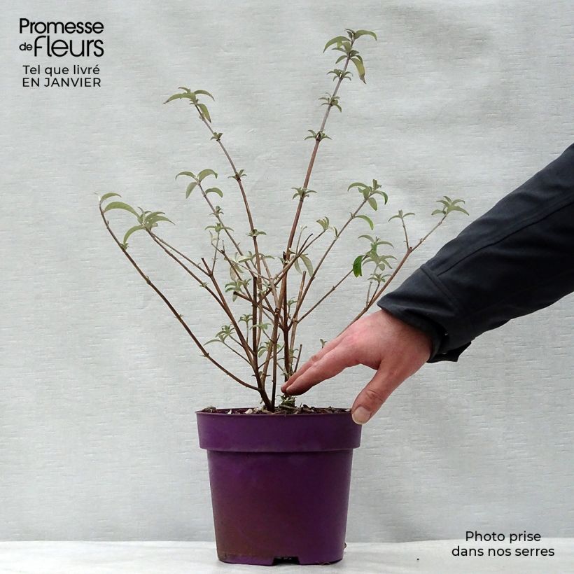 Spécimen de Buddleia davidii Berries and Cream Pot de 3L/4L tel que livré en hiver