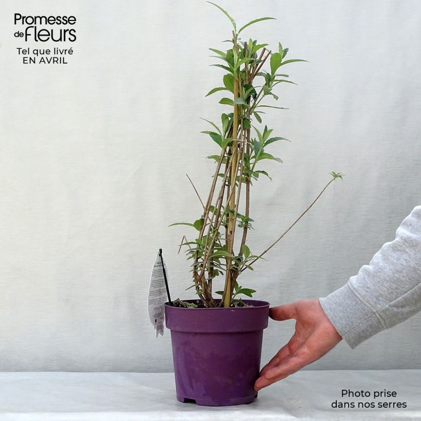 Buddleja davidii Berries and Cream Maceta 3L/4L Ejemplar entregado en la primavera