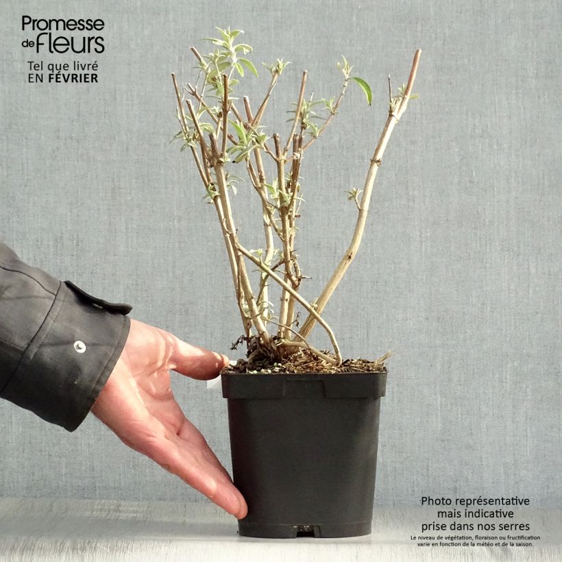 Spécimen de Buddleia davidii Black Knight - Arbre aux papillons Pot de 2L/3L tel que livré en hiver