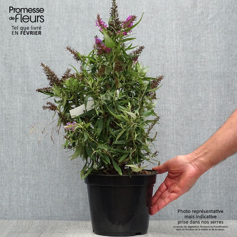 Spécimen de Buddleia davidii Butterfly Tower - Arbre aux papillons Pot de 4L/5L tel que livré en automne