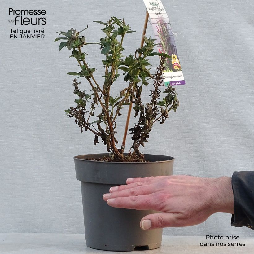Spécimen de Buddleia davidii Butterfly Tower - Arbre aux papillons Pot de 4L/5L tel que livré en hiver