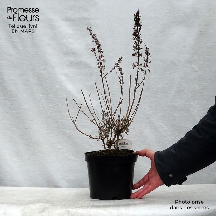 Spécimen de Buddleia davidii Marbled White - Arbre aux Papillons Pot de 2L/3L tel que livré au printemps