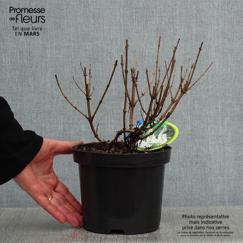 Spécimen de Buddleia davidii Marbled White - Arbre aux Papillons Pot de 2L/3L tel que livré en hiver