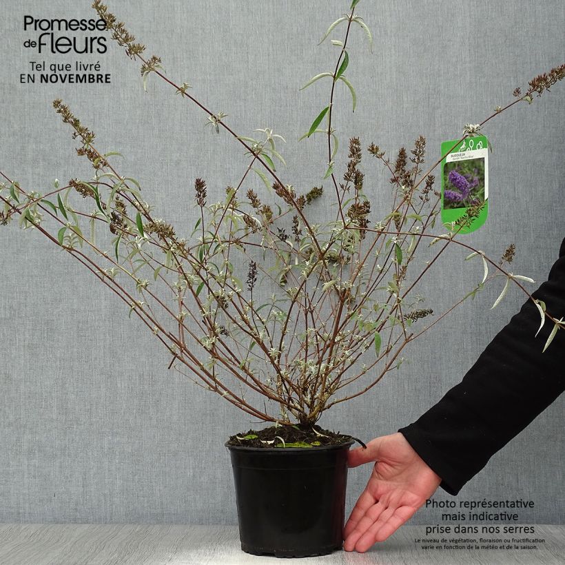 Spécimen de Buddleia davidii Nanho Blue  - Arbre aux papillons nain Pot de 3L/4L tel que livré en automne