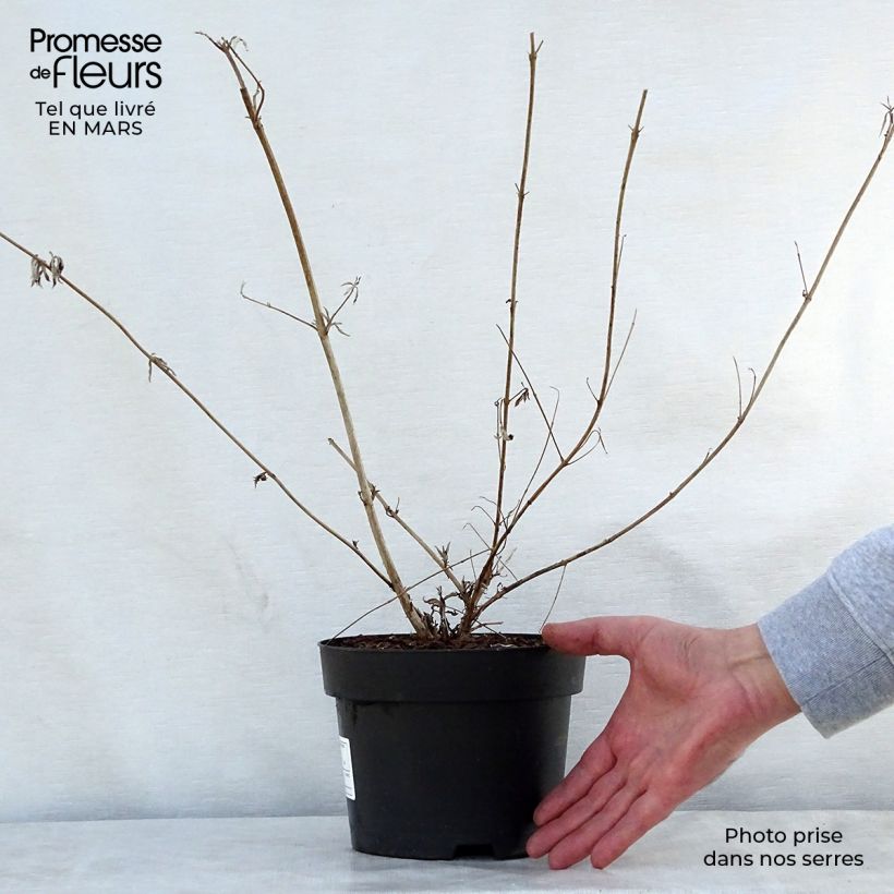 Buddleja davidii Nanho Purple Maceta 2L/3L Ejemplar entregado en la primavera