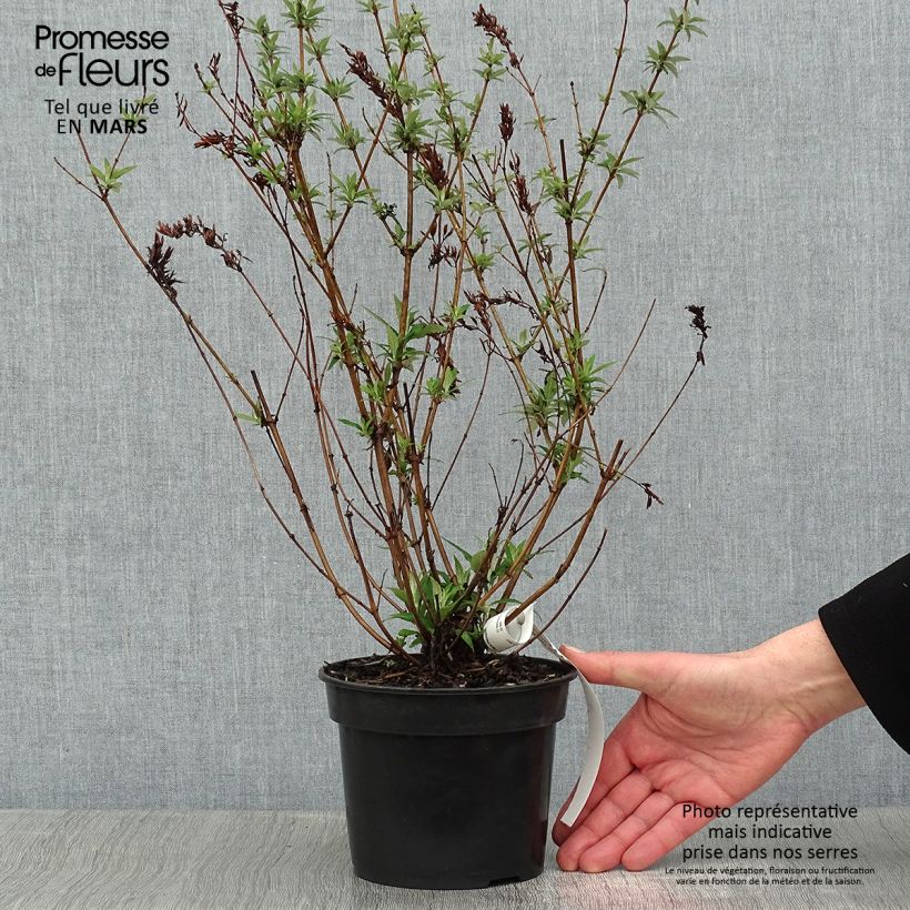 Spécimen de Buddleia davidii Nanho White - Arbre aux papillons nain Pot de 2L/3L tel que livré en hiver