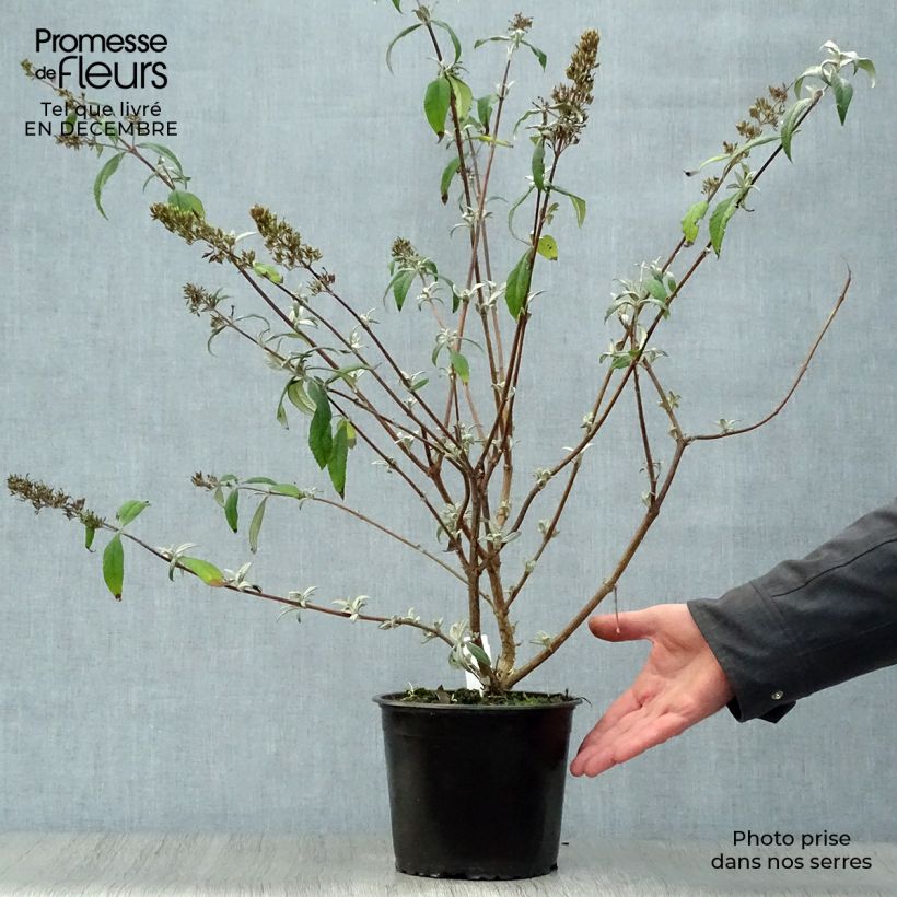 Spécimen de Buddleia davidii Pink Delight - Arbre aux papillons à fleurs rose vif Pot de 3L/4L tel que livré en hiver