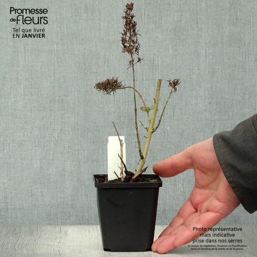 Spécimen de Buddleia davidii Pink Delight - Arbre aux papillons à fleurs rose vif Godet de 8/9 cm tel que livré en hiver