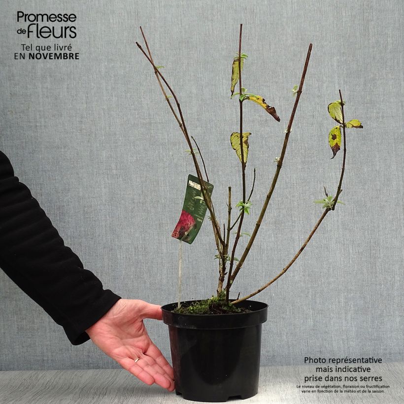 Spécimen de Buddleia davidii Pink Panther - Arbre aux papillons Pot de 2L/3L tel que livré en automne