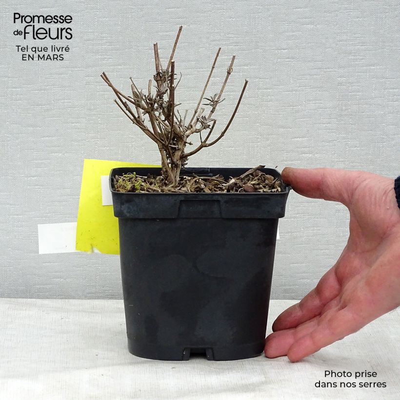 Spécimen de Buddleia davidii Prince Charming - Arbre aux papillons Pot de 2L/3L tel que livré en hiver