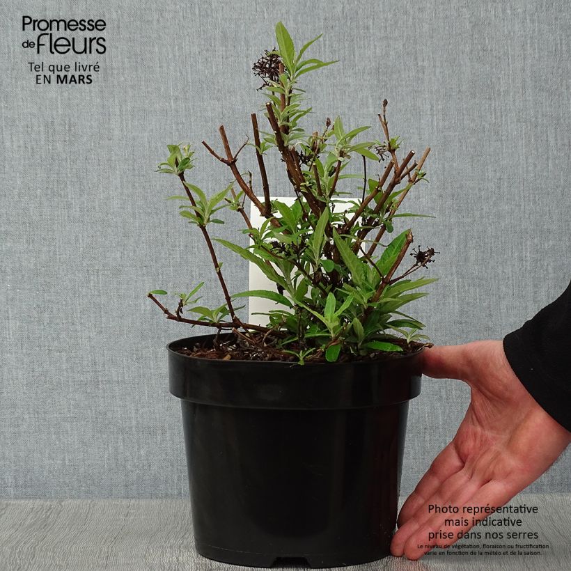 Spécimen de Buddleia davidii Purple Emperor - Arbre aux papillons Pot de 2L/3L tel que livré en hiver
