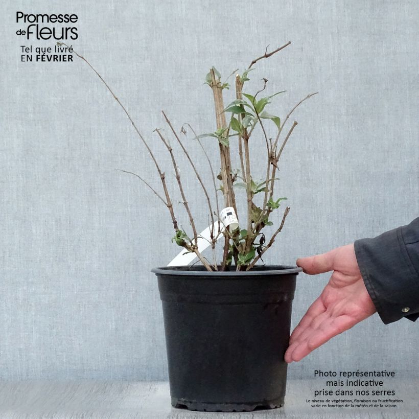 Spécimen de Buddleia davidii Rêve de Papillon Pink - Arbre aux papillons Pot de 4L/5L tel que livré en hiver