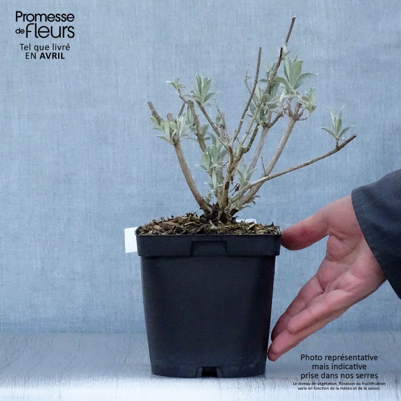 Spécimen de Buddleia davidii Reve de Papillon White - Arbre aux papillons Pot de 2L/3L tel que livré au printemps