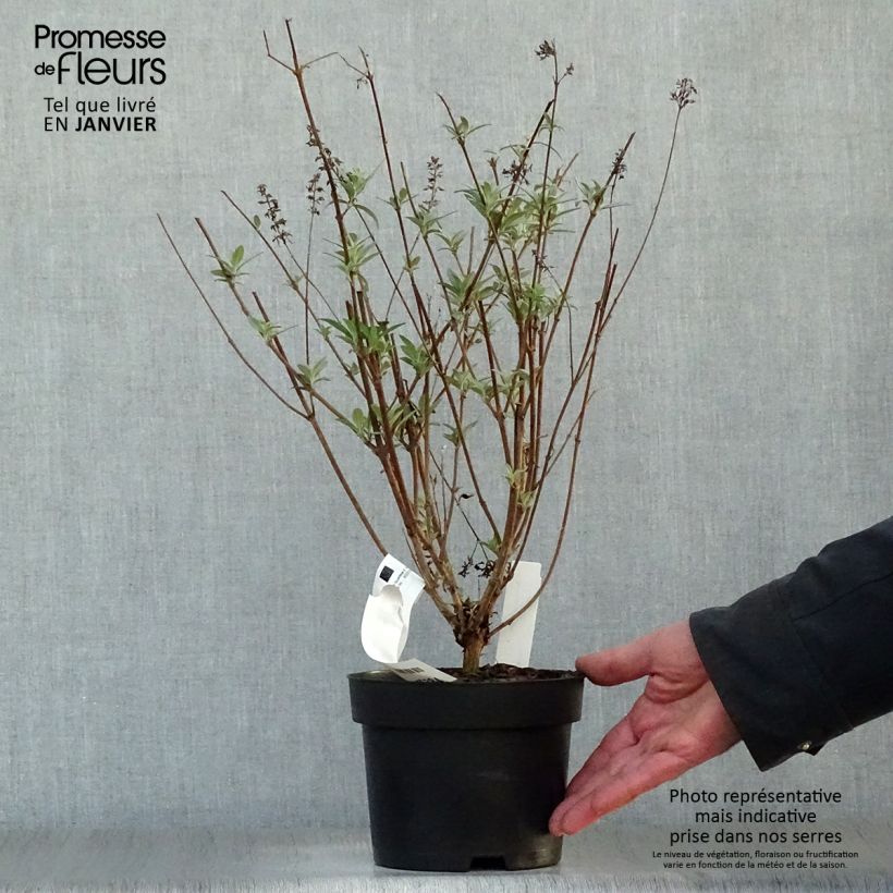 Spécimen de Buddleia davidii Sophie - Arbre à papillons Pot de 2L/3L tel que livré en hiver