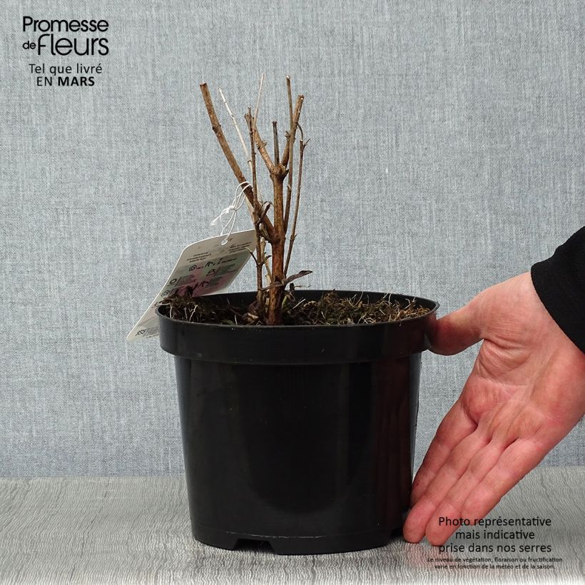 Spécimen de Buddleia davidii Summer Beauty Pot de 2L/3L tel que livré en hiver