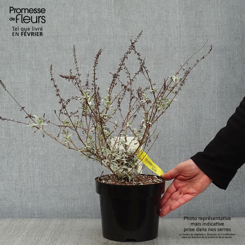 Spécimen de Buddleia davidii White Ball Pot de 3L/4L tel que livré en hiver