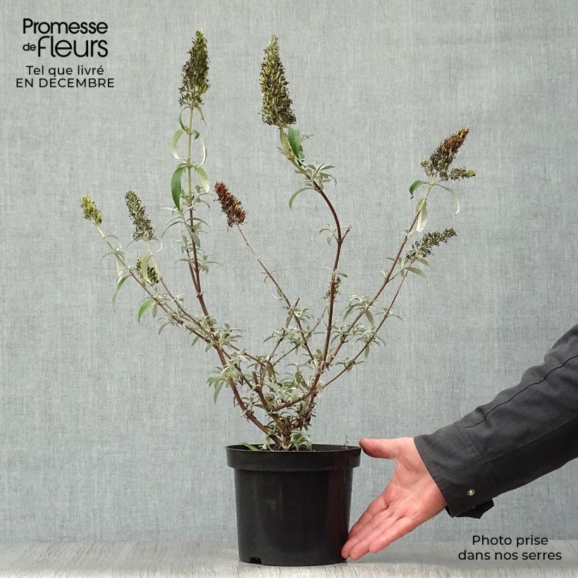 Spécimen de Buddleia davidii White Profusion - Arbre aux papillons Pot de 3L/4L tel que livré en hiver