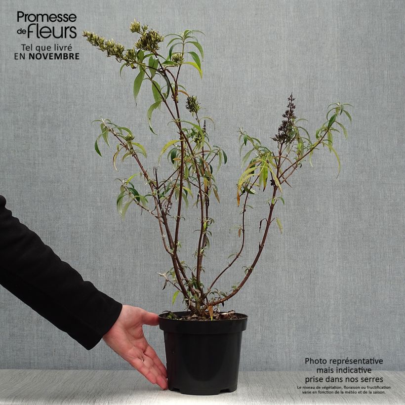 Spécimen de Buddleia davidii White Profusion - Arbre aux papillons Pot de 3L/4L tel que livré en automne