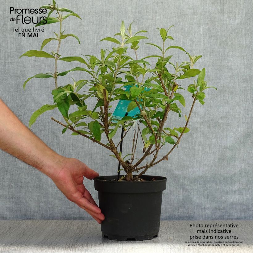 Buddleja davidii White Ball White - Butterfly Bush 3L/4L pot sample as delivered in spring