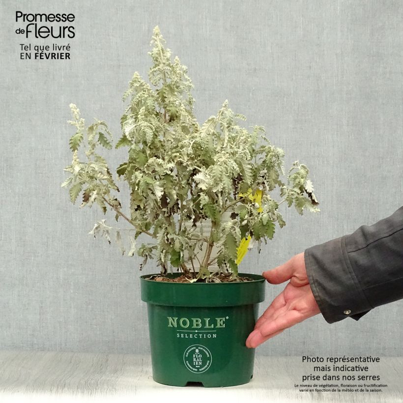 Spécimen de Buddleia glomerata Silver Service - Arbre aux papillons  Pot de 3L/4L tel que livré en hiver