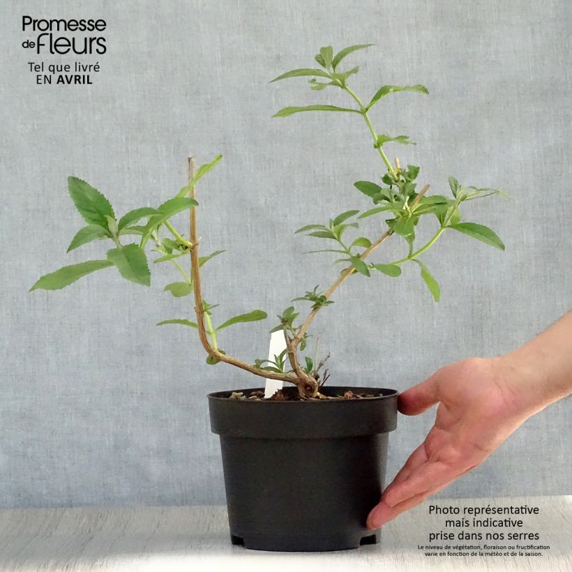 Spécimen de Buddleia weyeriana Sungold - Arbre aux papillons Pot de 2L/3L tel que livré au printemps