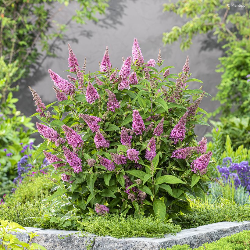 Buddleja davidii Butterfly Candy Little Pink - Arbre aux papillons nain (Port)