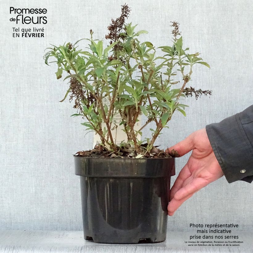 Spécimen de Buddleja Peacock - Arbre aux papillons Pot de 3L/4L tel que livré en hiver