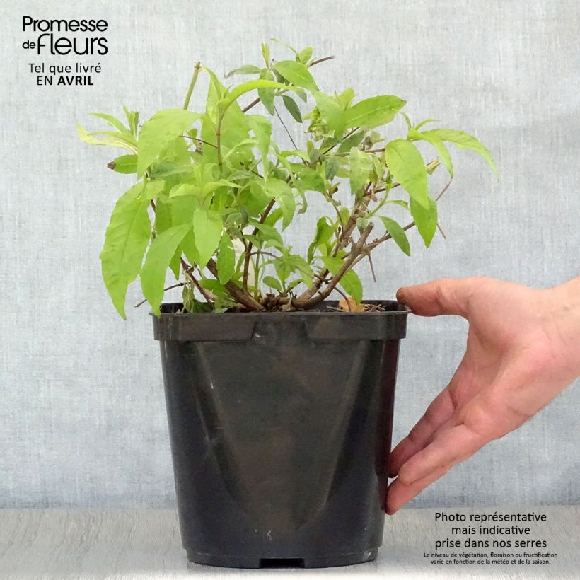 Spécimen de Buddleja Wisteria Lane - Arbre à papillons Pot de 3L/4L tel que livré au printemps