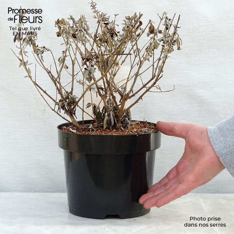 Spécimen de Buddleja davidii Argus White - Arbre aux papillons Pot de 3L/4L tel que livré au printemps