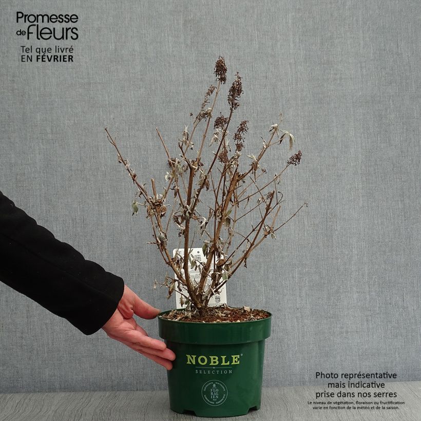 Spécimen de Buddleja davidii Argus White - Arbre aux papillons Pot de 3L/4L tel que livré en hiver