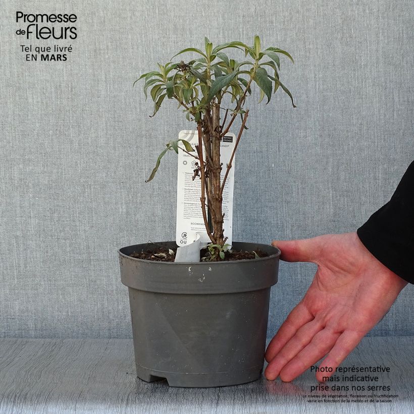 Spécimen de Buddleja davidii Butterfly Candy Little Pink - Arbre aux papillons nain Pot de 3L/4L tel que livré en hiver