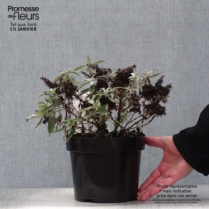 Spécimen de Buddleja davidii Butterfly Candy Lila Sweetheart - Arbre aux papillons nain Pot de 3L/4L tel que livré en hiver