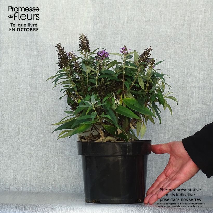 Spécimen de Buddleja davidii Butterfly Candy Little Lila - Arbre aux papillons nain Pot de 3L/4L tel que livré en automne