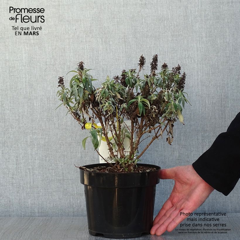 Spécimen de Buddleja davidii Butterfly Candy Little Lila - Arbre aux papillons nain Pot de 3L/4L tel que livré en hiver