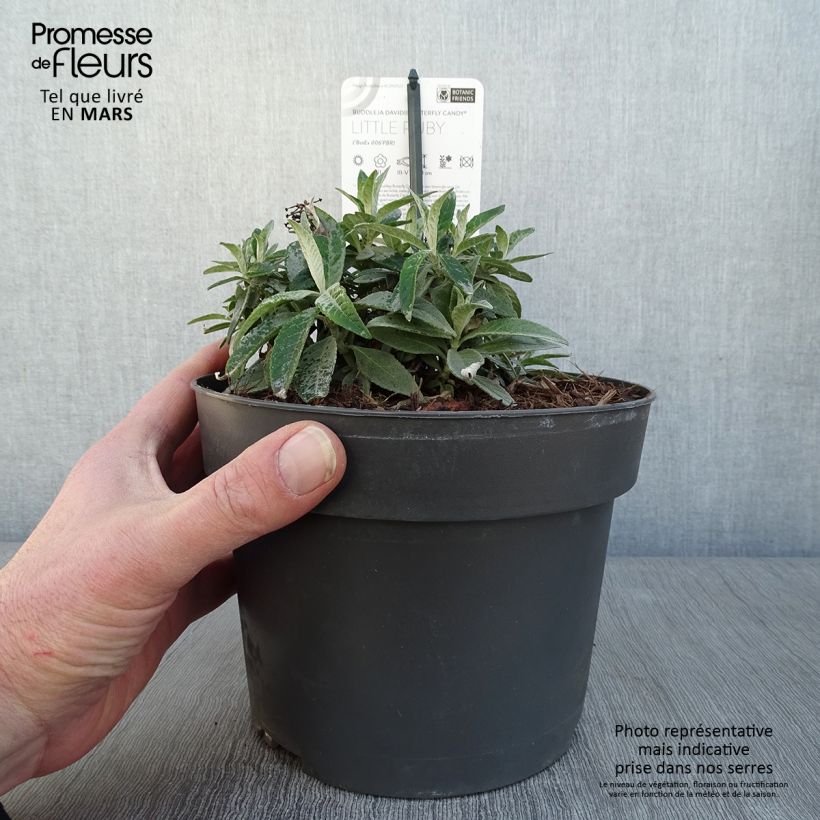 Spécimen de Buddleja davidii Butterfly Candy Little Ruby - Arbre aux papillons nain Pot de 3L/4L tel que livré en hiver