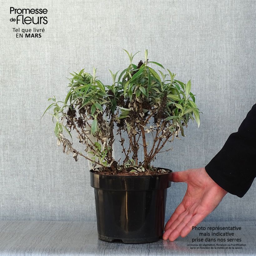 Spécimen de Buddleja davidii Butterfly Candy Little White - Arbre aux papillons nain Pot de 3L/4L tel que livré en hiver