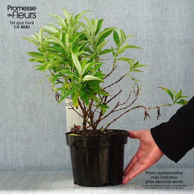 Spécimen de Buddleja davidii Butterfly Candy Little White - Arbre aux papillons nain Pot de 3L/4L tel que livré au printemps