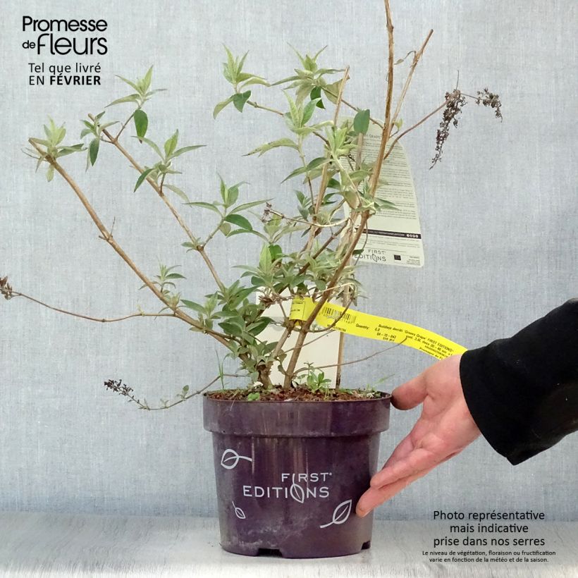 Spécimen de Buddleja davidii Groovy Grape - Arbre à papillons Pot de 3L/4L tel que livré en hiver