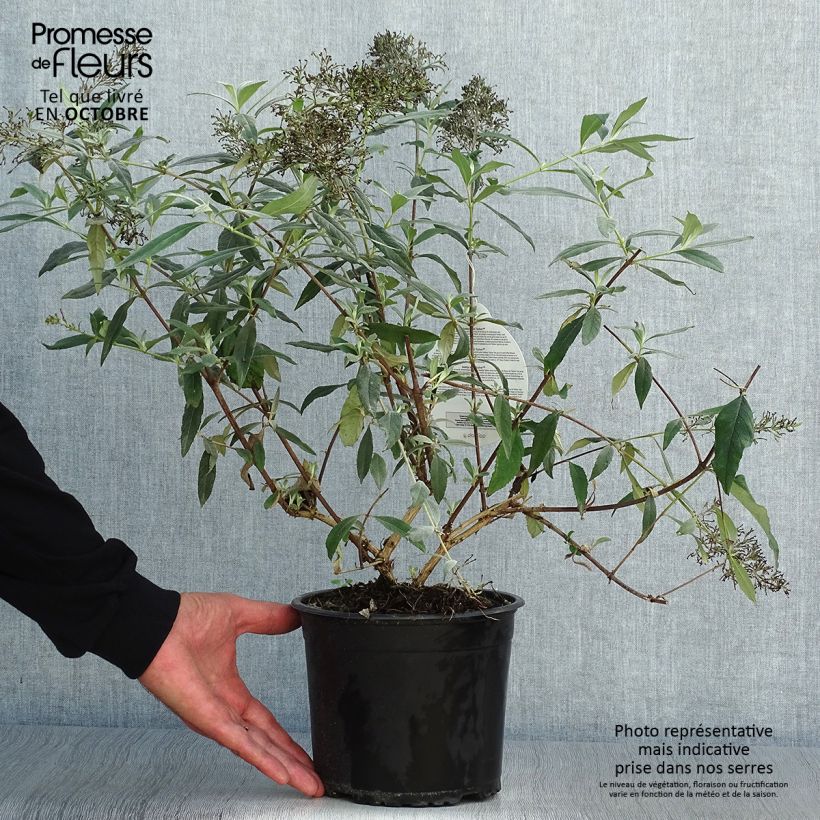 Spécimen de Buddleja davidii Gulliver - Arbre à papillons Pot de 3L/4L tel que livré en automne