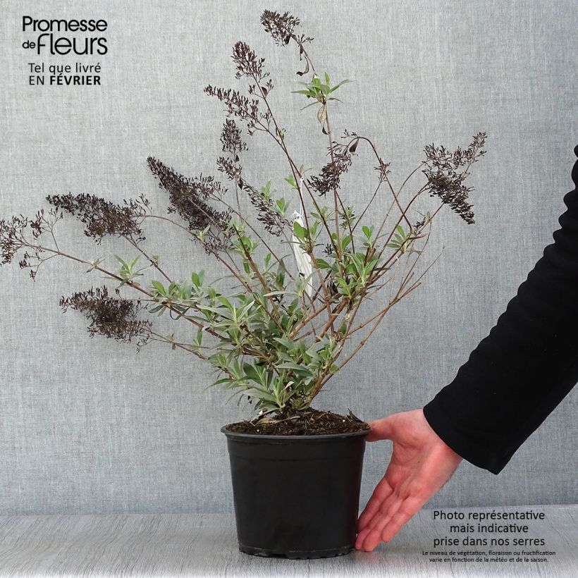 Spécimen de Buddleja davidii Gulliver - Arbre à papillons Pot de 3L/4L tel que livré en hiver
