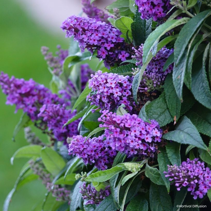 Buddleja davidii Tiny Buddy Violet - Arbre aux papillons nain (Floraison)