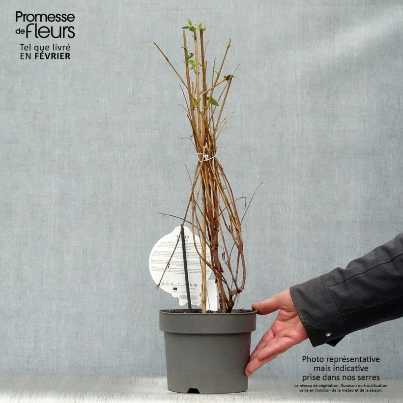 Spécimen de Buddleja lindleyana - Arbre aux papillons de Lindley Pot de 4L/5L tel que livré en hiver