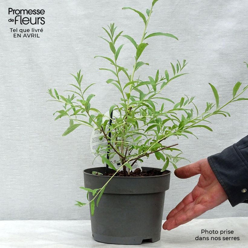 Spécimen de Buddleia alternifolia Unique - Arbre aux papillons nain Pot de 3L/4L tel que livré au printemps
