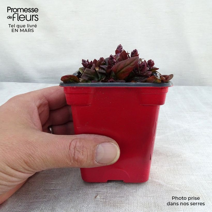 Spécimen de Bugle rampante - Ajuga reptans Atropurpurea Godet de 7/8 cm tel que livré en hiver
