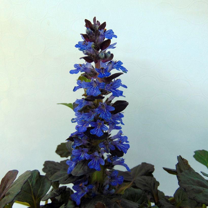 Ajuga reptans Black Scallop (Floração)