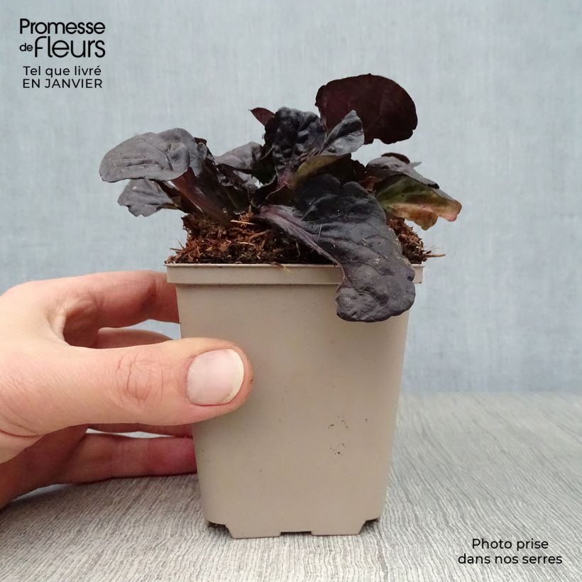 Spécimen de Bugle rampante - Ajuga reptans Black Scallop Godet de 8/9 cm tel que livré en hiver